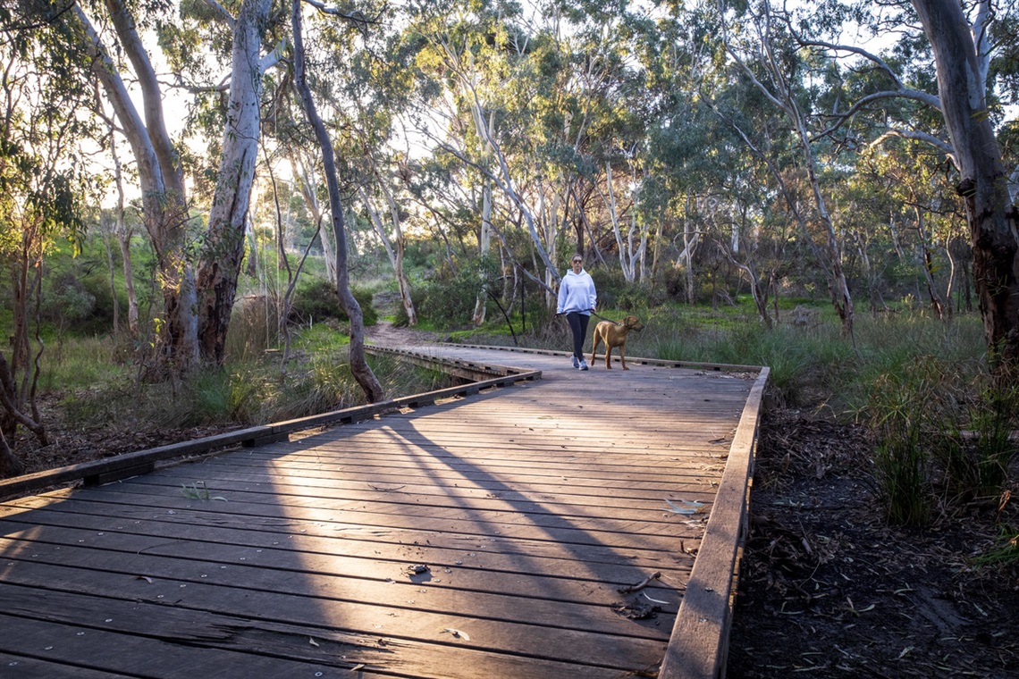 A woman walks a tan dog along a wooden boardwalk surrounded by trees.