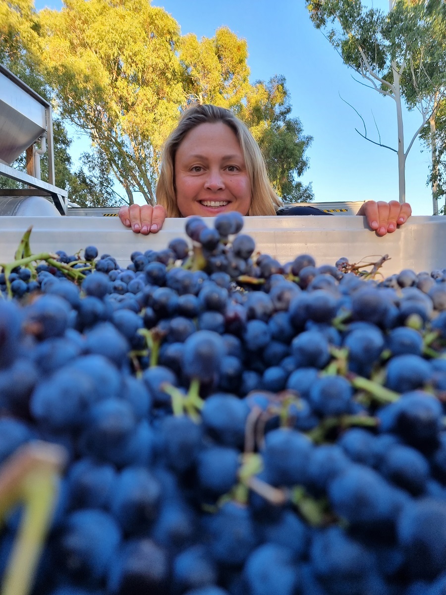 Lauren Langfield from Orbis Wines peeks her smiling head over a container filled with purple grapes.