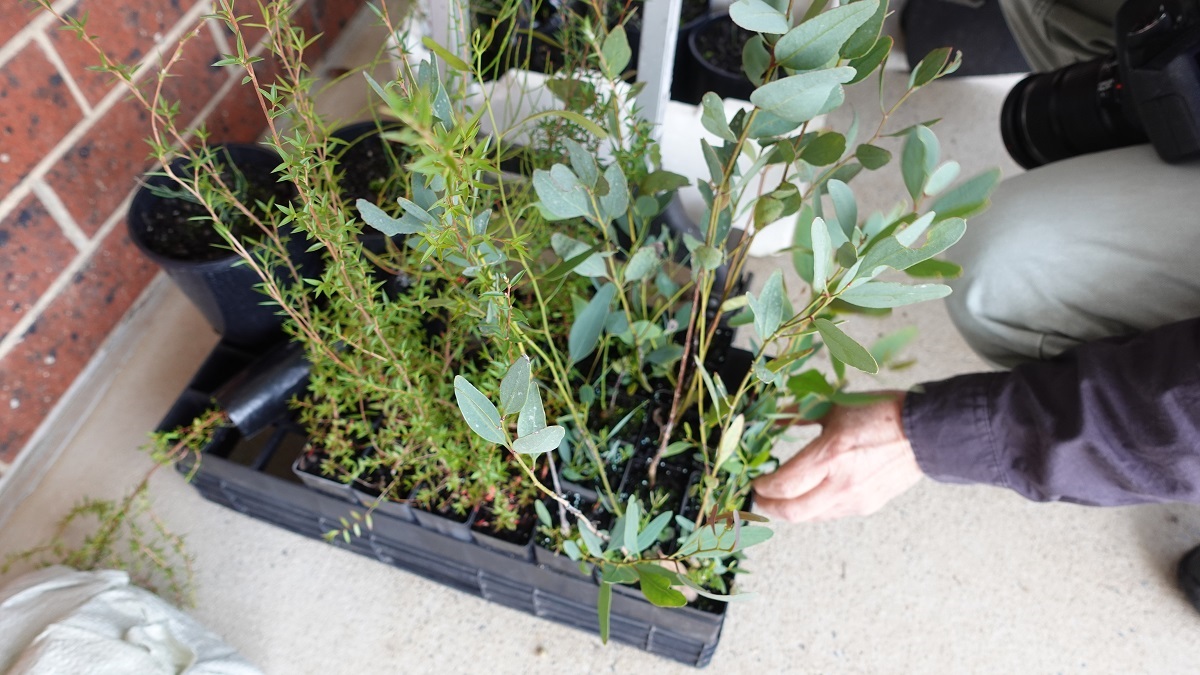 A tray filled with small trees ready for planting.