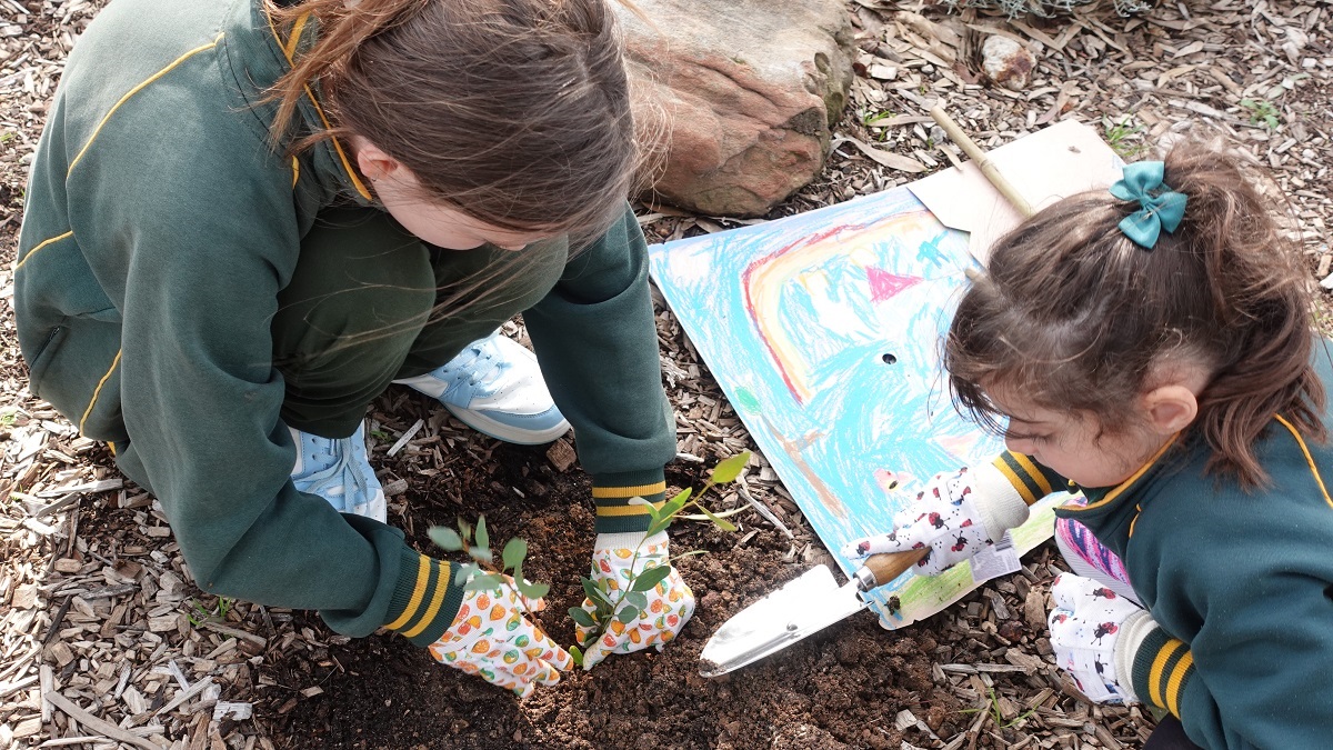 A close-up of students planting a tree.