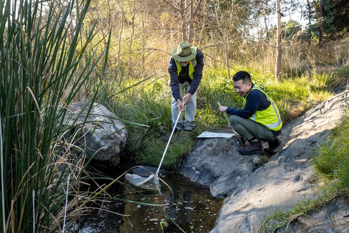 Two council workers in high-vis vests crouch by a vegetation-lined creek, while one dips a white net into the water.