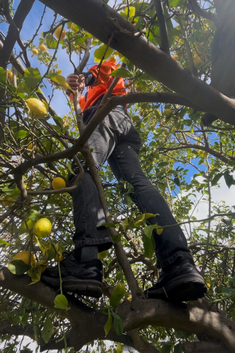 A man in a high-vis jumper stands in a lemon tree, photographed from beneath him.