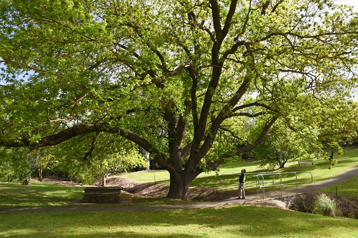 An Onkaparinga staff member who's looking up is dwarfed by a huge pecan tree in a grassy reserve in Coromandel Valley.