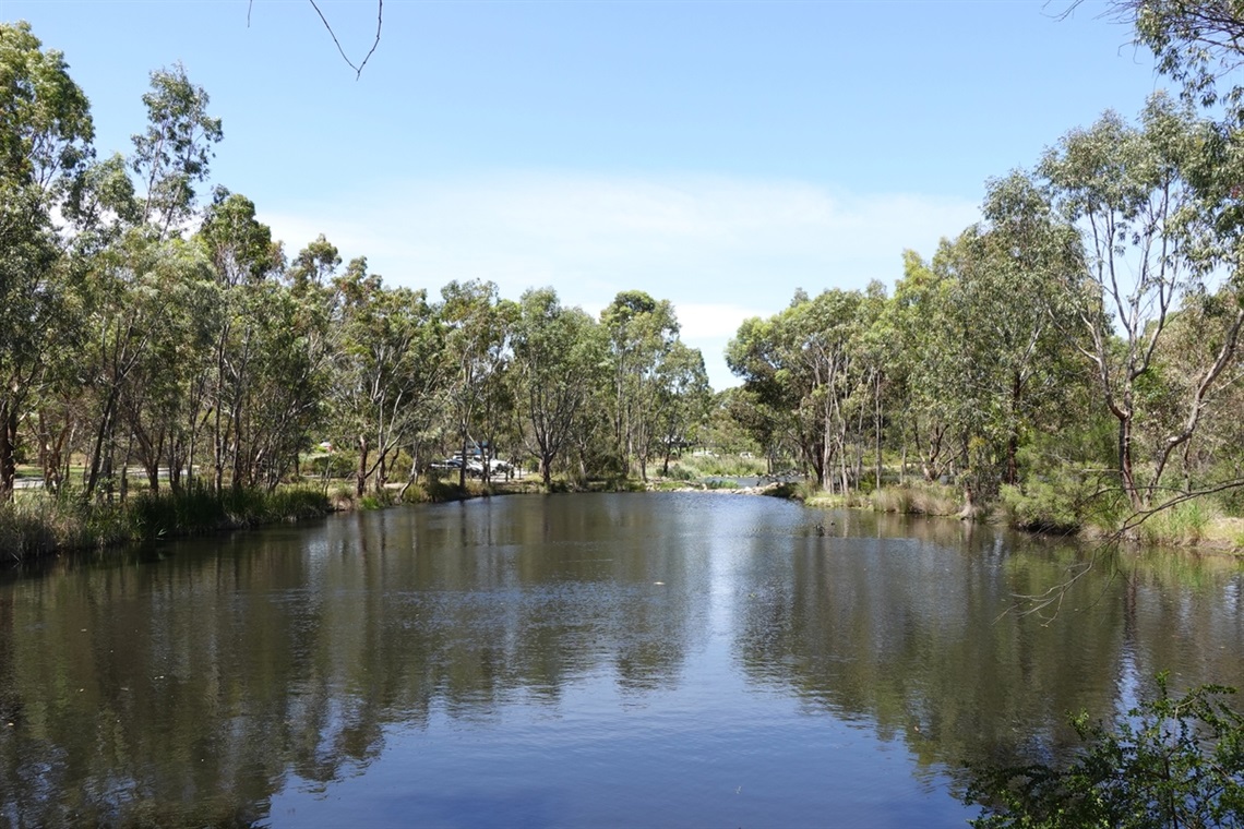 A view from alongside the tree-lined Byard Road wetland.