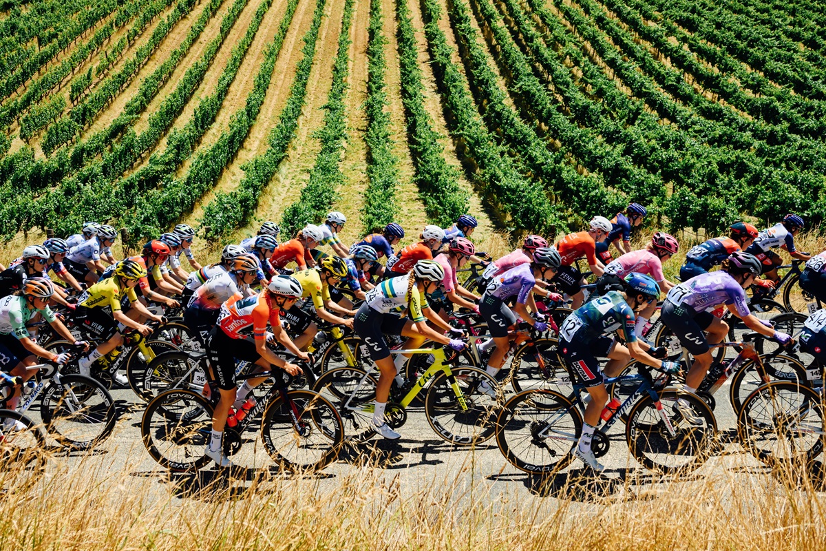 A large group of competitive cyclists race along a road with vineyards behind them during the Santos Tour Down Under.