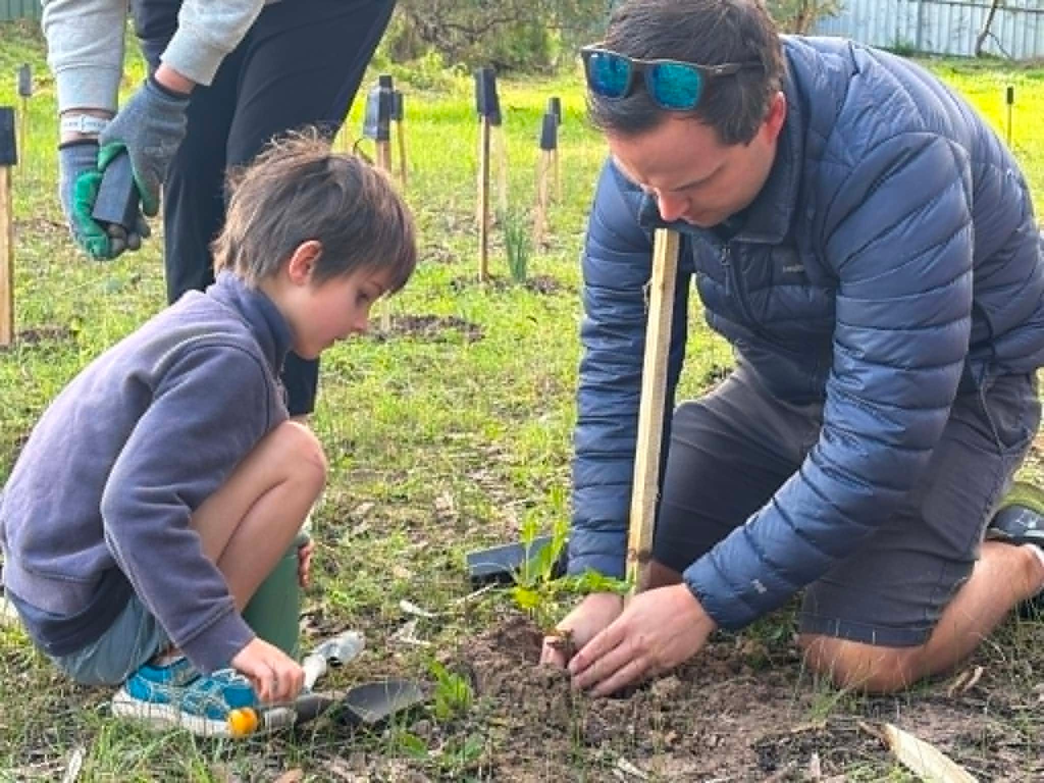 A dad and son plant a small tree.