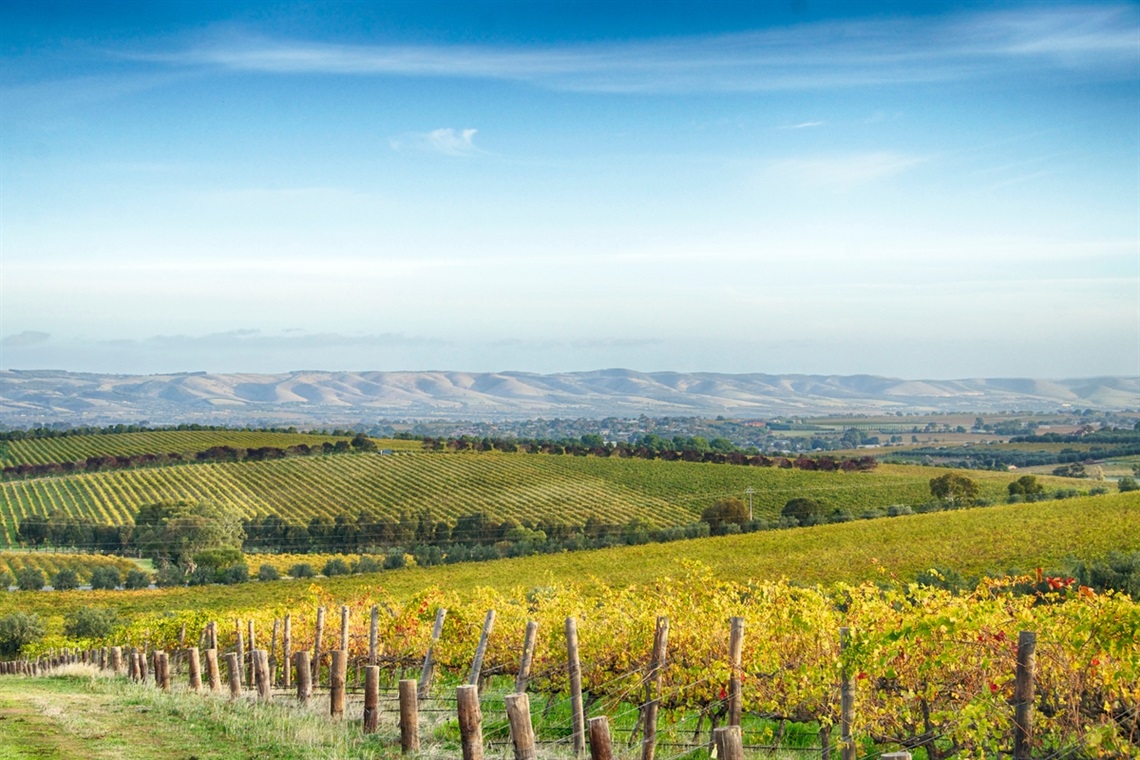 A sweeping view of green McLaren Vale vineyards and rolling hills in the background.