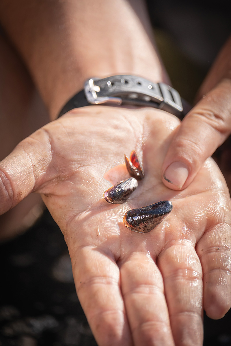 Mussel-matters-3.jpg