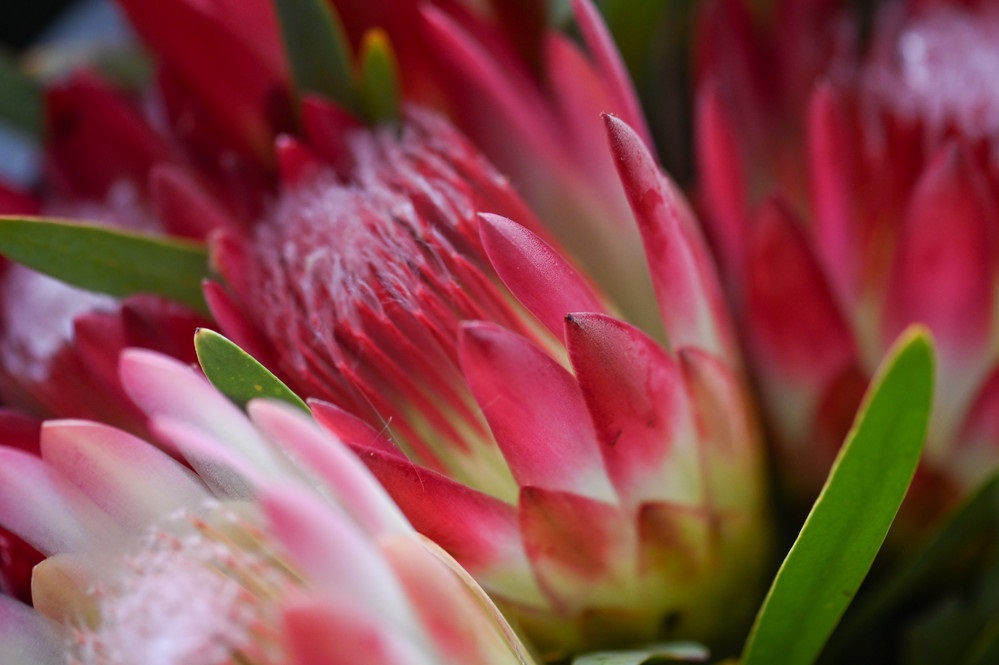Buds & Blooms flowers.jpg
