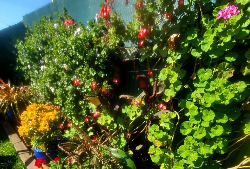 Commended garden 2024 cropped.jpg