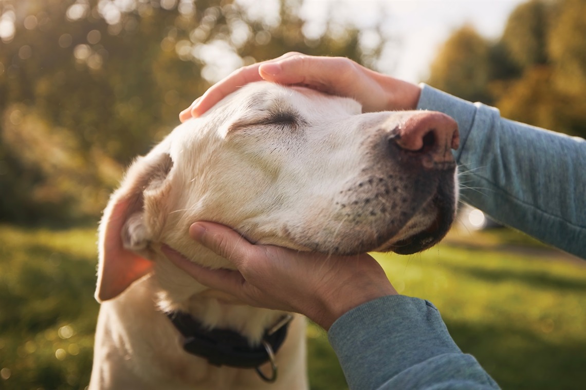 Dogs_Happy dog.jpg