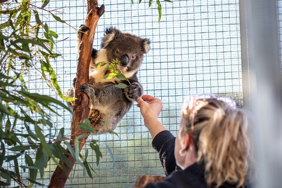 Sherbert the koala and Chantelle from SKER