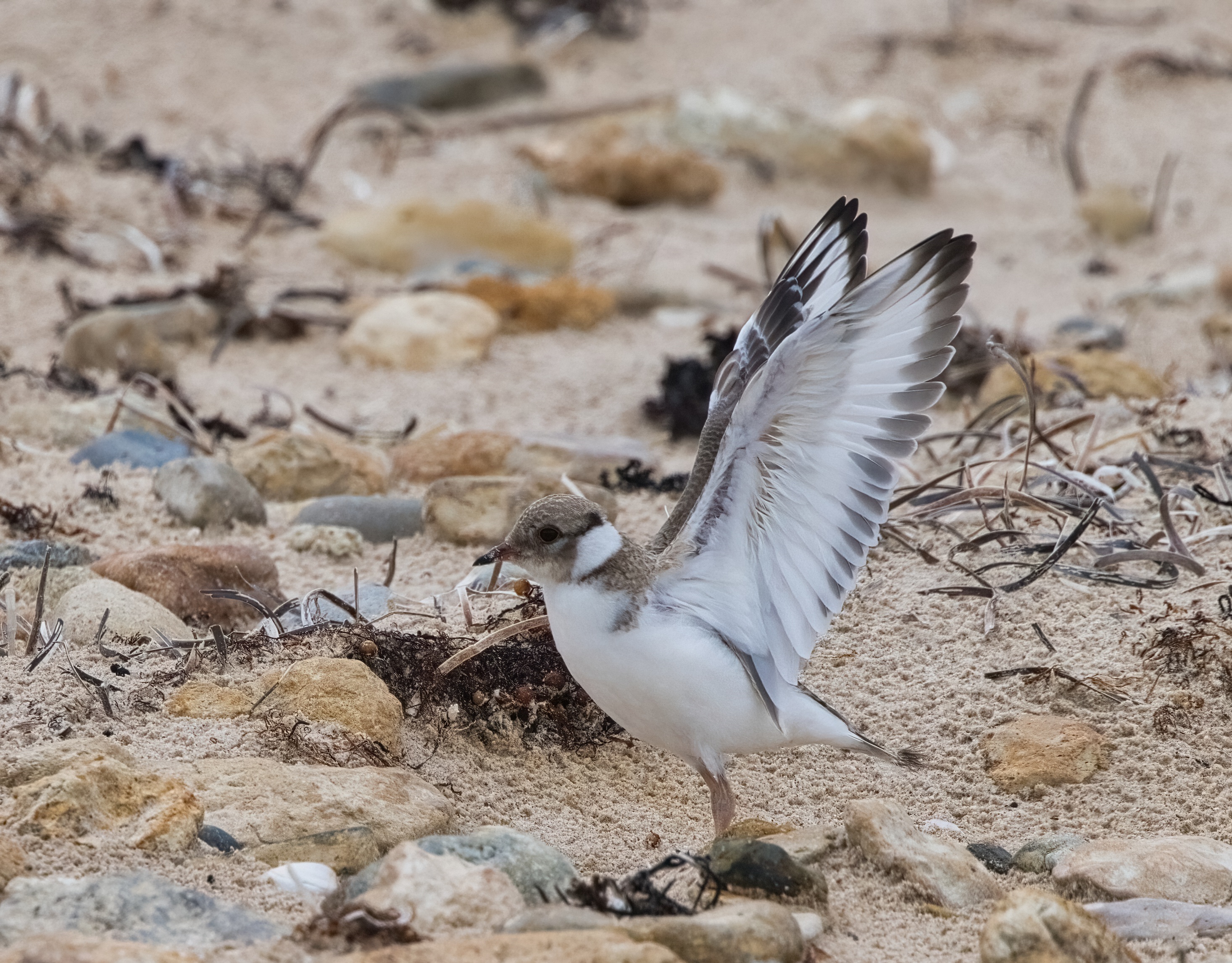 Hooded Plover Lighty - opening wings Aldinga north cropped.jpg