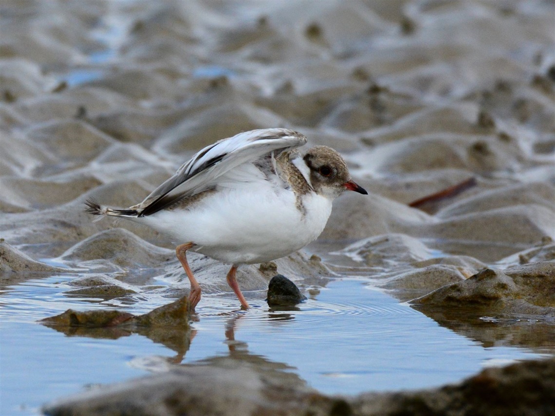 Hooded Plover Lighty - opening wings Aldinga.jpg