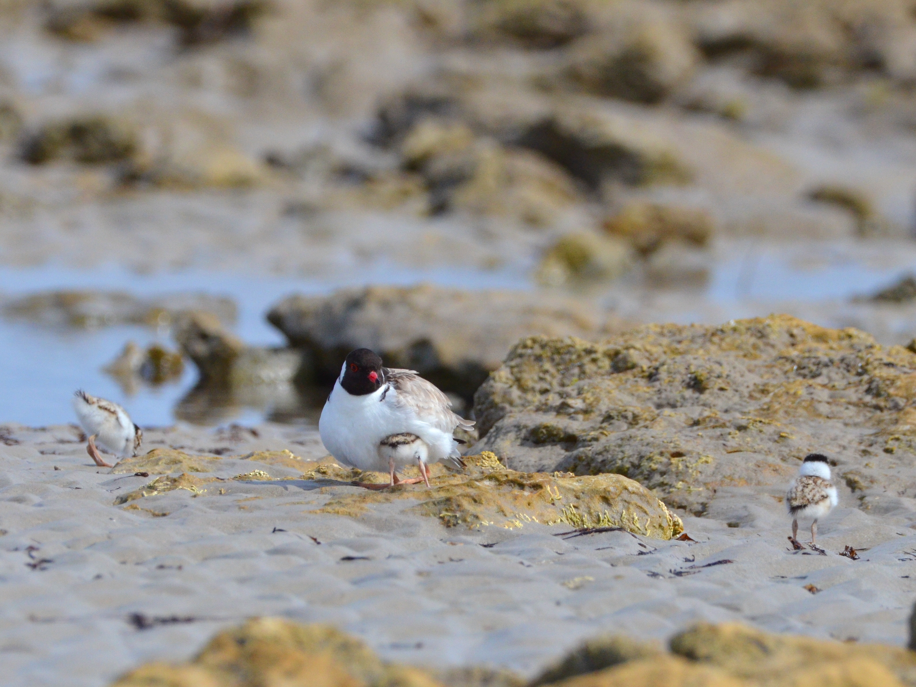 Hooded Plovers - parent and chicks exploring.JPG