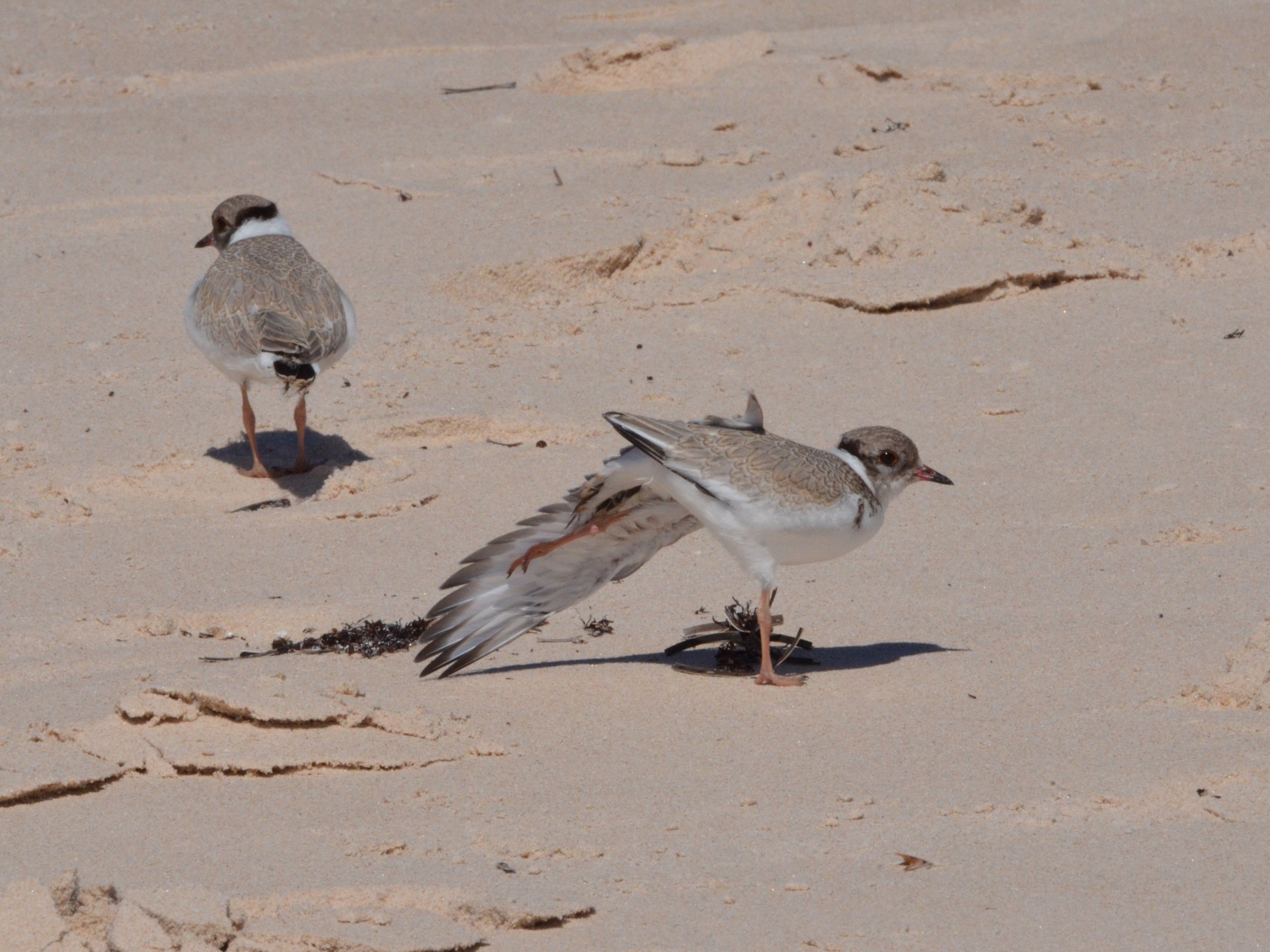 Hooded Plovers - spreading wings.JPG