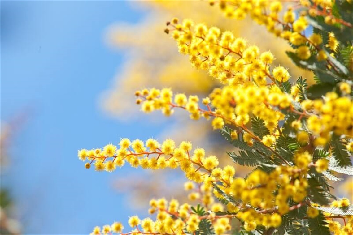 Horticultural-Wattle4_800.jpg