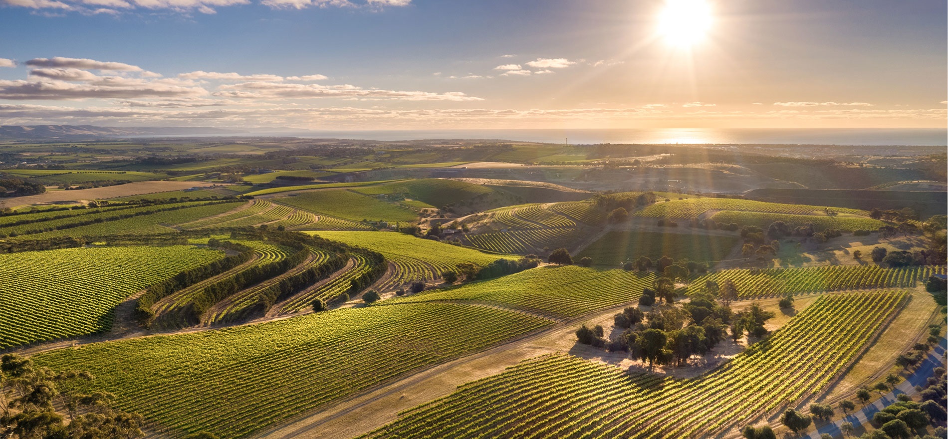 McLaren Vale vineyards - Wine Australia.jpg
