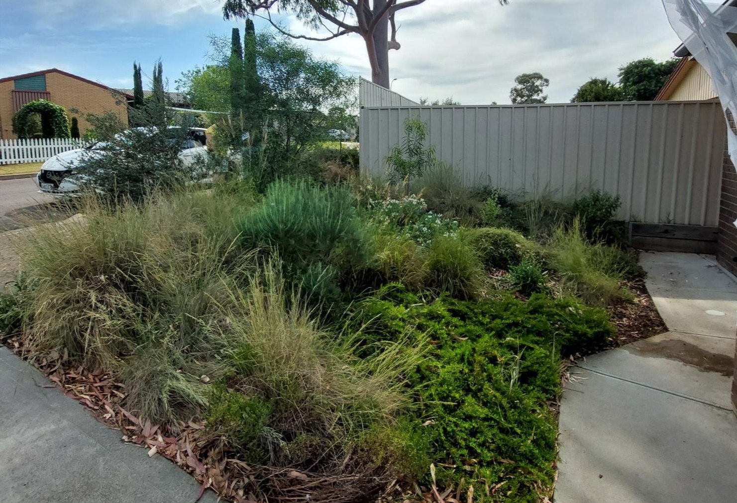Native garden 2024 cropped.jpg