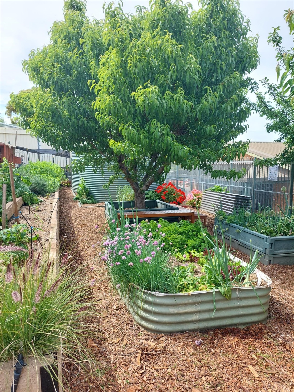 School garden 2024.jpg