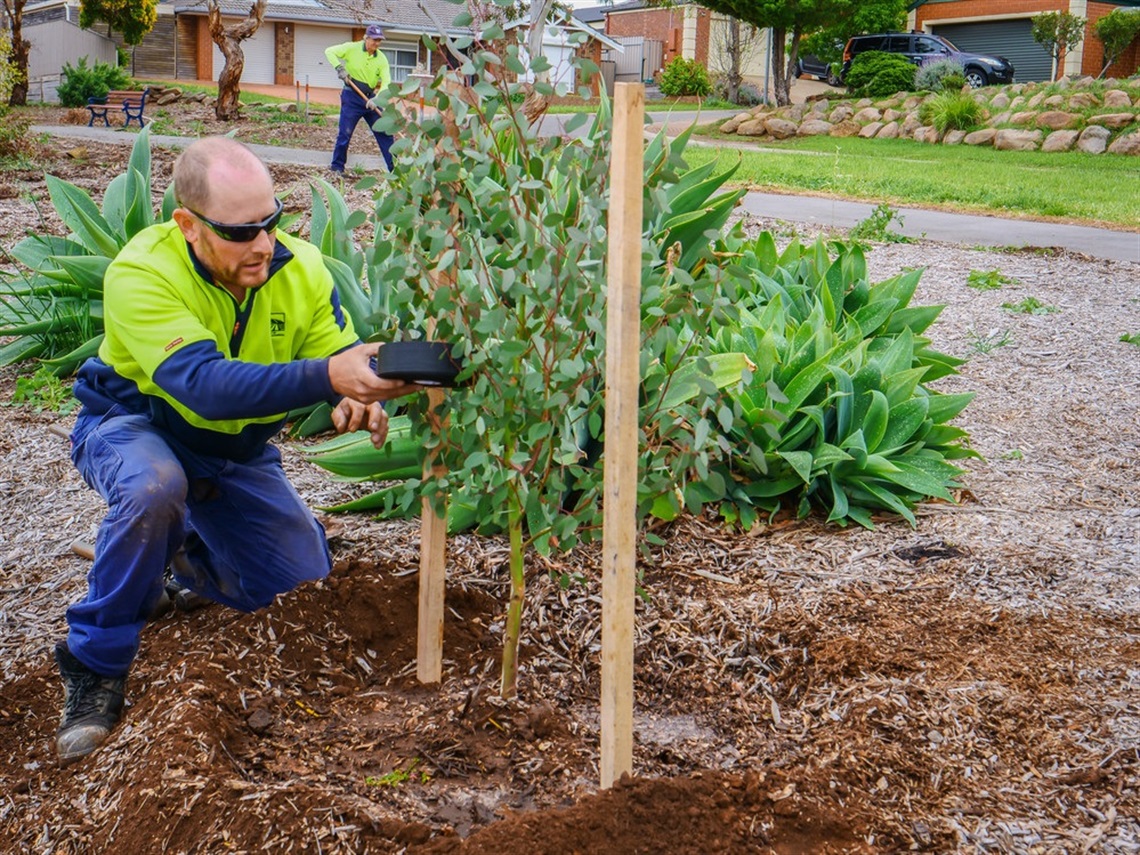 Suburban tree planting ONK.jpg