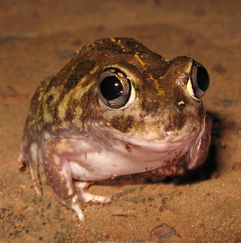 Sudell's_Frog_-_Neobatrachus_sudelli - Wikipedia.jpg