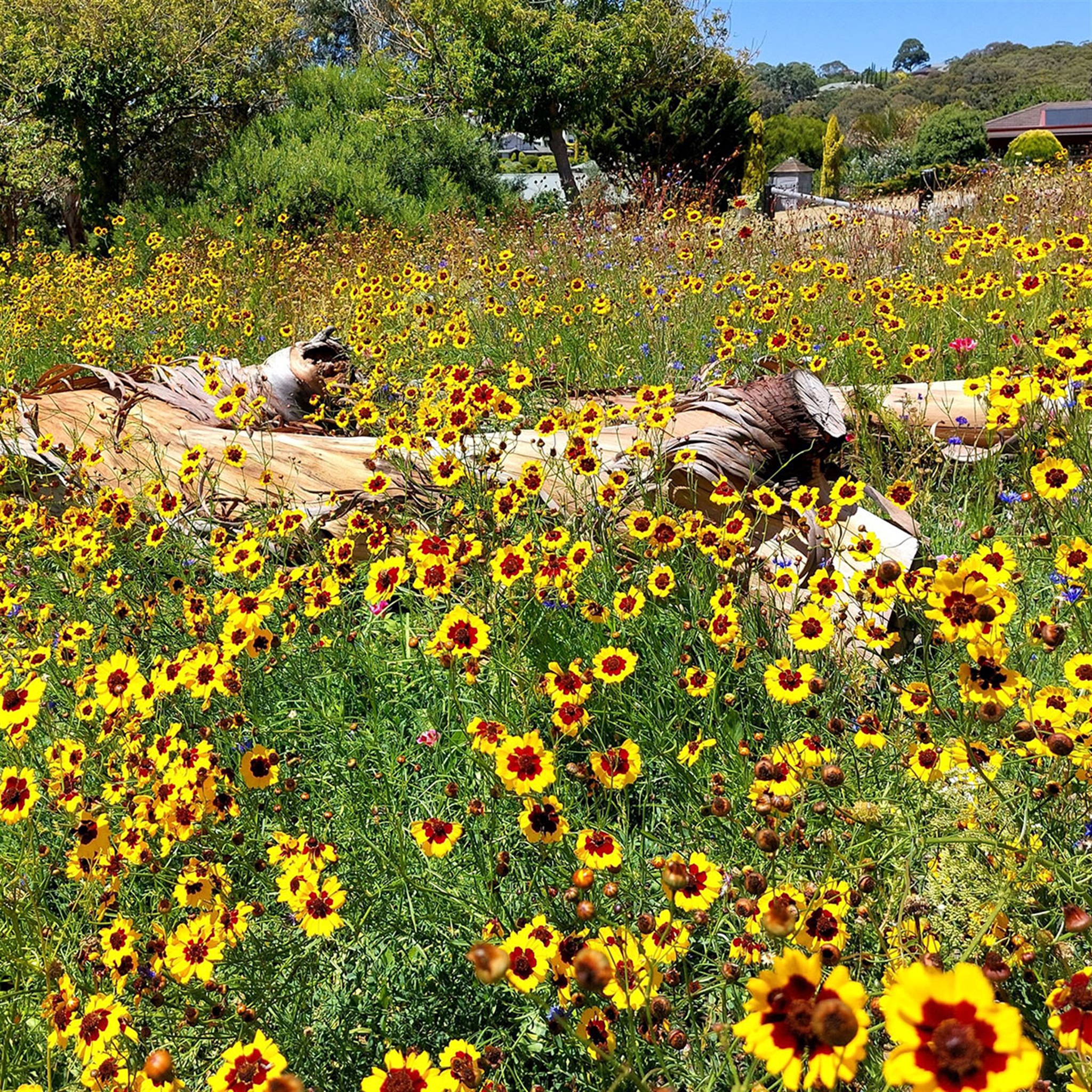 Yellow wildflowers in bloom at Aberfoyle's Thalassa Park.