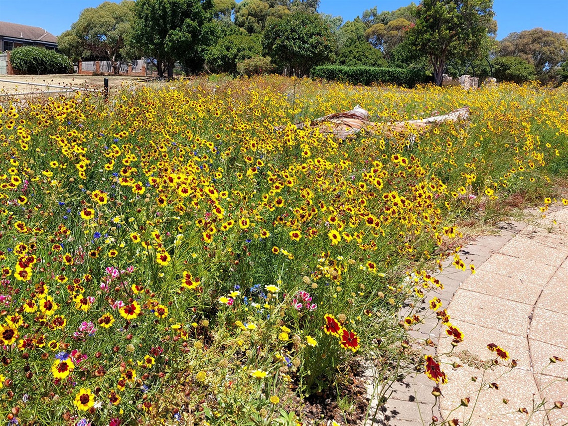 Yellow wildflowers in bloom at Aberfoyle's Thalassa Park.