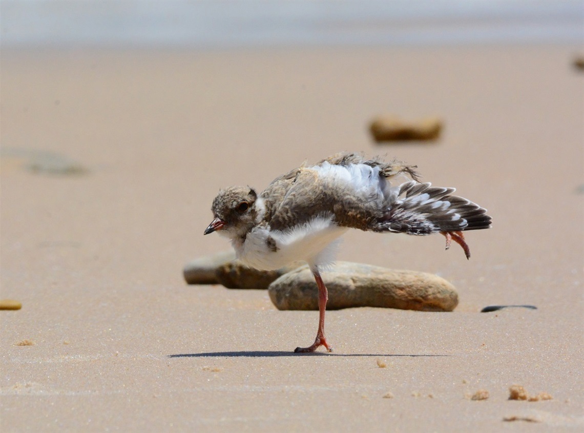A 37-day-old Hooded Plover chick stretches its wing on the sand in preparation for flight.